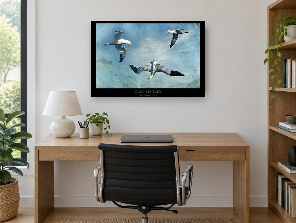 Gannets in Flight coastal canvas print on the wall of a study