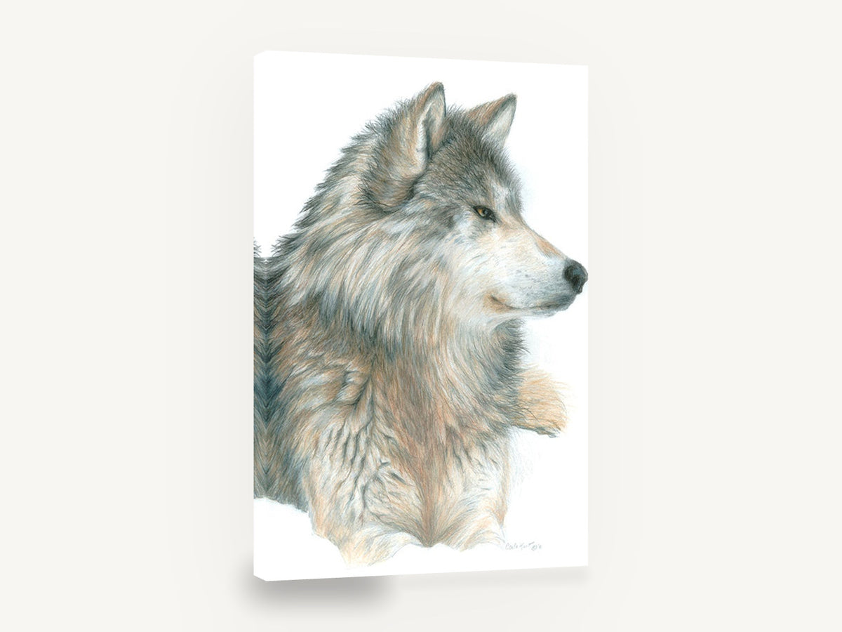 Watchful Grey Wolf, grey wolf pencil drawing portrait, animal canvas wall art print ready to hang