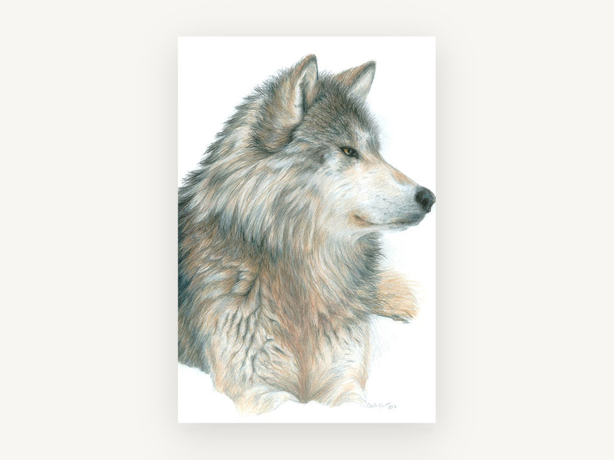 Watchful Grey Wolf, grey wolf pencil drawing portrait, animal canvas wall art print, front view