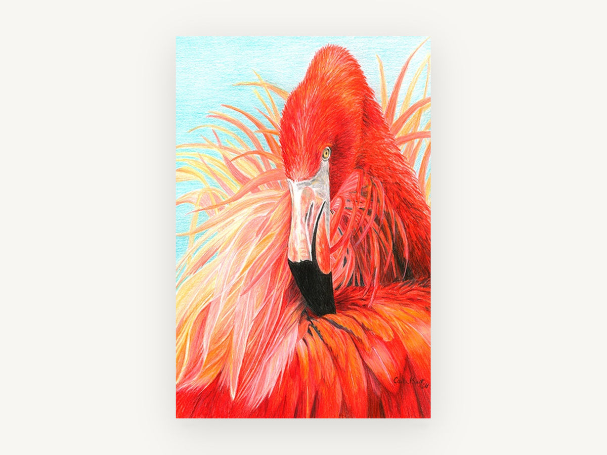 Ruffled Red Flamingo, red flamingo coloured pencil illustration, animal canvas wall art print, front view