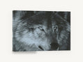 Grey Wolf Gaze, grey wolf portrait drawing, landscape canvas wall art print ready to hang