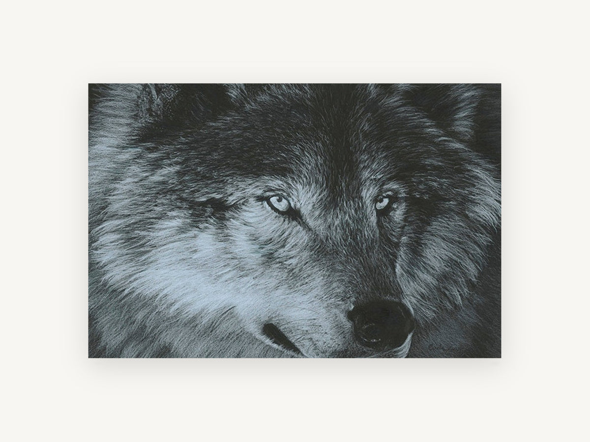 Grey Wolf Gaze, grey wolf portrait drawing, landscape canvas wall art print, front view