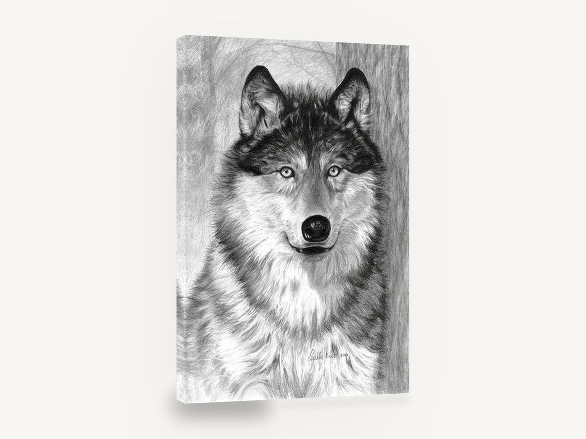 Watchful Grey Wolf, grey wolf pencil drawing portrait, animal canvas wall art print ready to hang