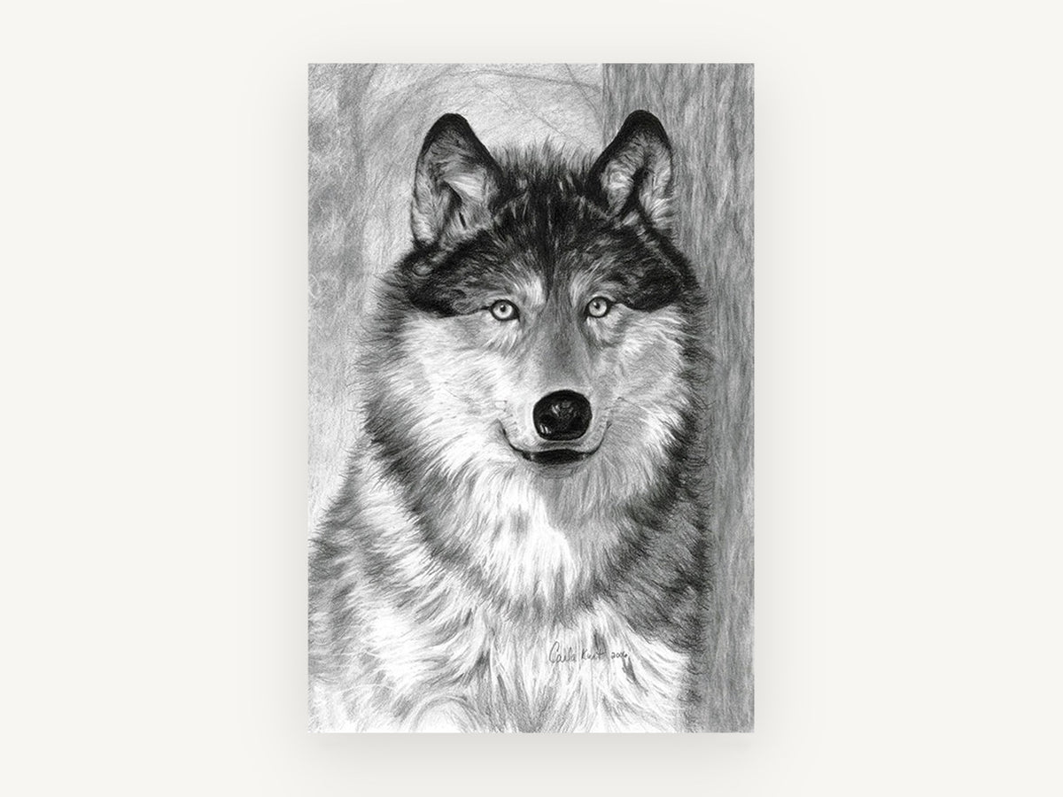 Watchful Grey Wolf, grey wolf pencil drawing portrait, animal canvas wall art print, front view