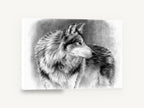 Silvered Wolf Backward Glance, wolf pencil drawing portrait, animal canvas wall art print ready to hang