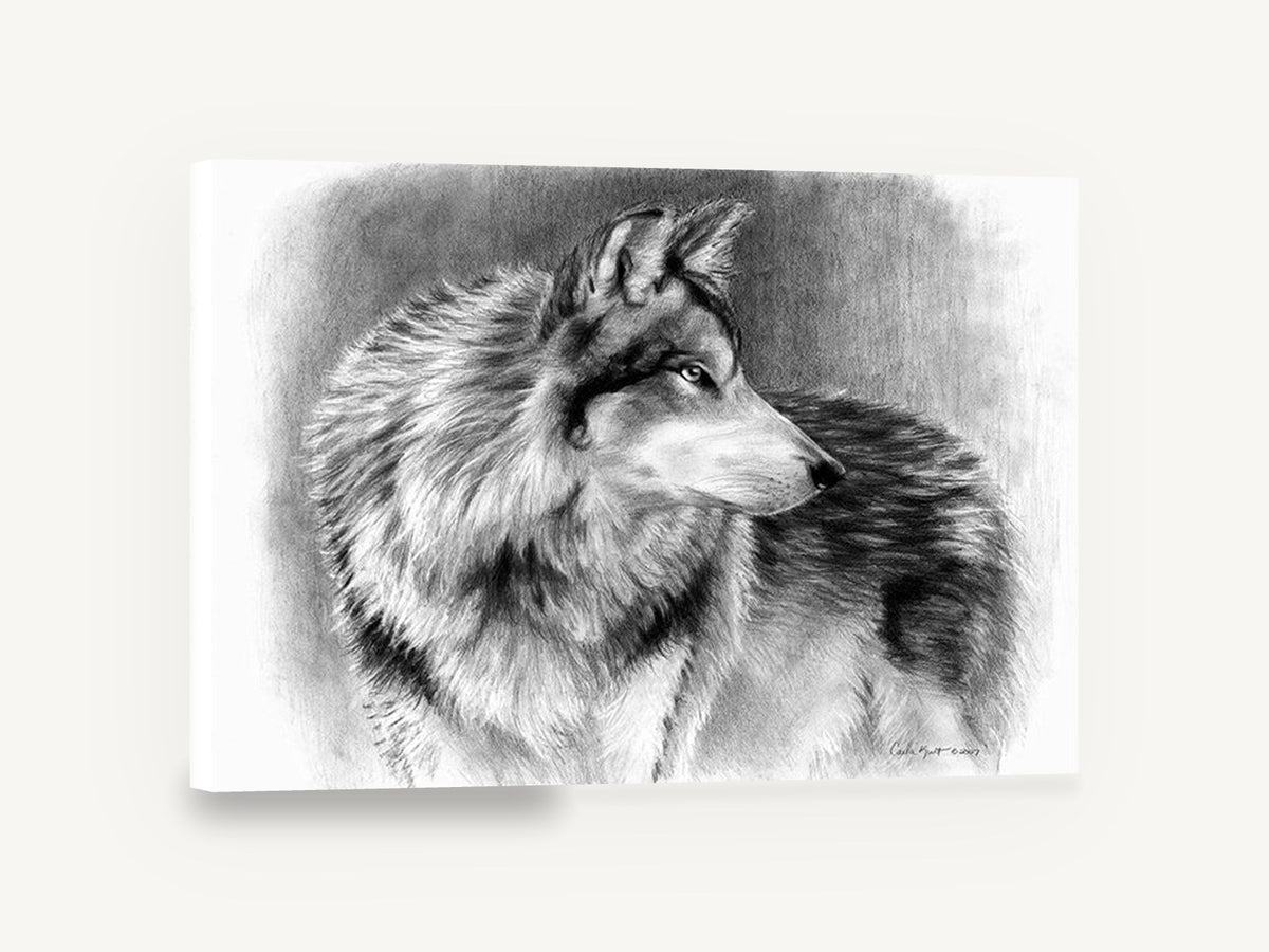 Silvered Wolf Backward Glance, wolf pencil drawing portrait, animal canvas wall art print ready to hang