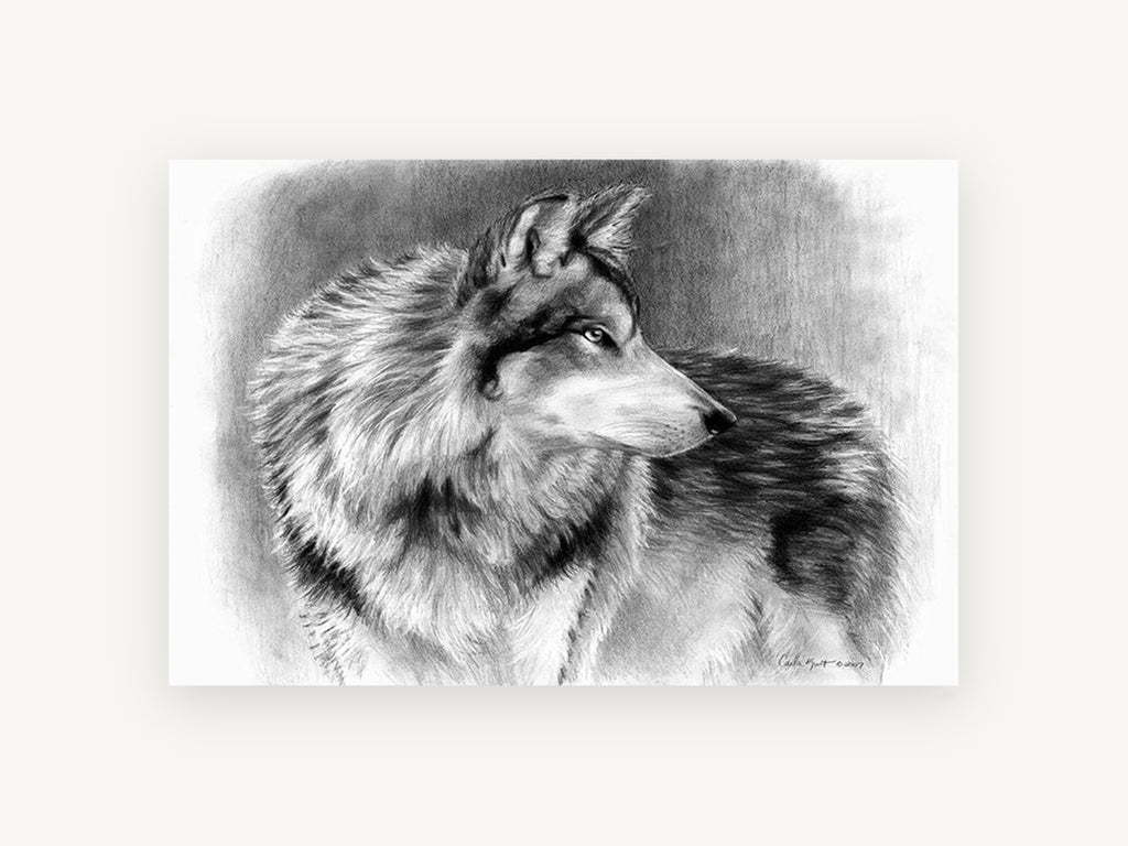 Silvered Wolf Backward Glance, wolf pencil drawing portrait, animal canvas wall art print, front view