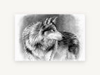 Silvered Wolf Backward Glance, wolf pencil drawing portrait, animal canvas wall art print, front view
