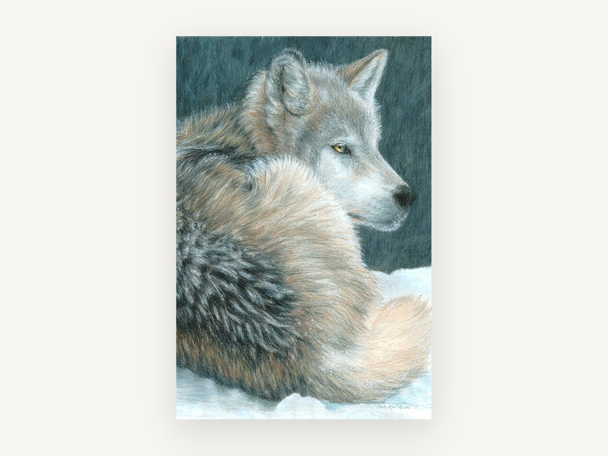 Wolf at Dusk Rest, resting grey wolf pencil drawing, animal canvas wall art print, front view