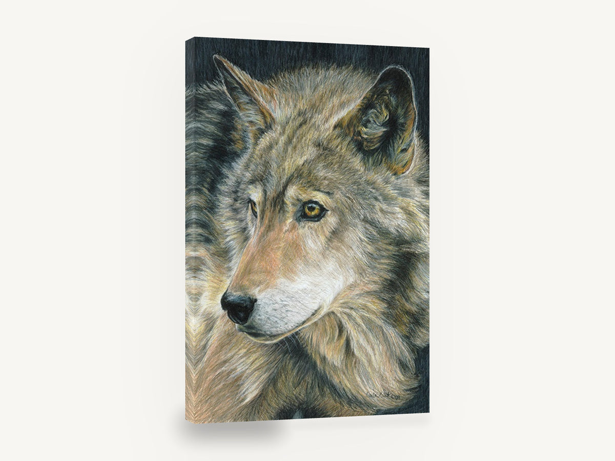 Watchful Amber Wolf, grey wolf portrait drawing, animal canvas wall art print ready to hang
