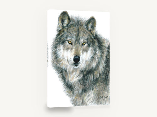 Amber Eyed Wolf, grey wolf pencil drawing portrait, animal canvas wall art print ready to hang