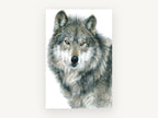 Amber Eyed Wolf, grey wolf pencil drawing portrait, animal canvas wall art print, front view