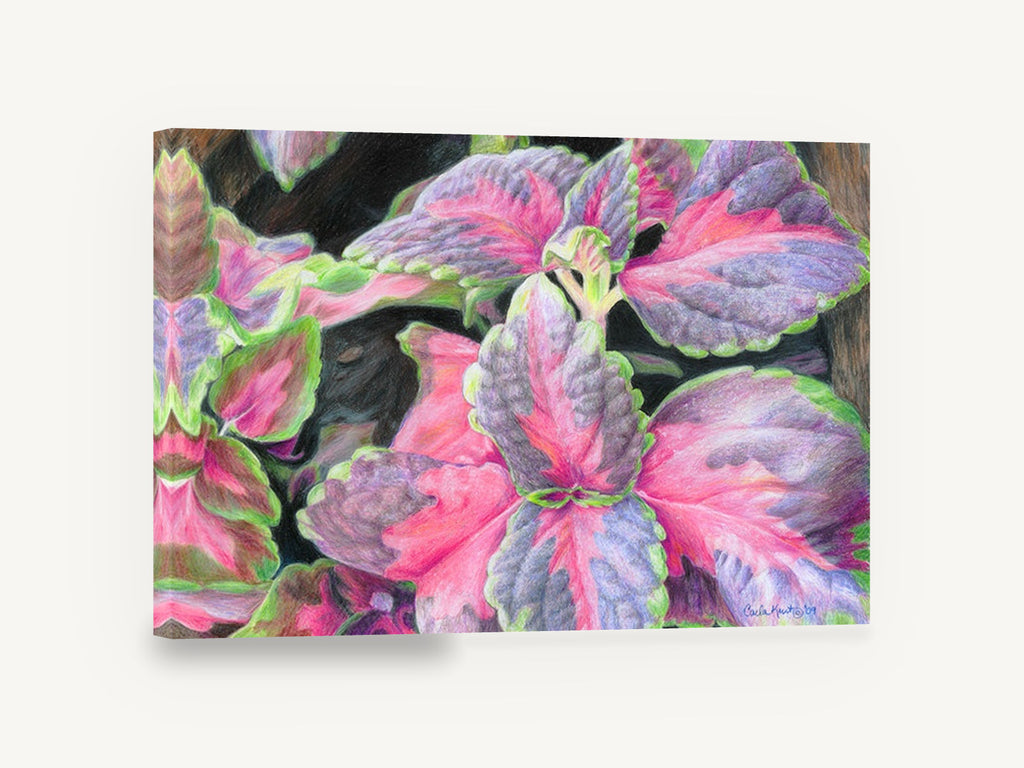 Coleus Leaves in Pink, pink coleus leaves coloured pencil, floral canvas wall art print ready to hang