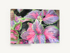 Coleus Leaves in Pink, pink coleus leaves coloured pencil, floral canvas wall art print ready to hang