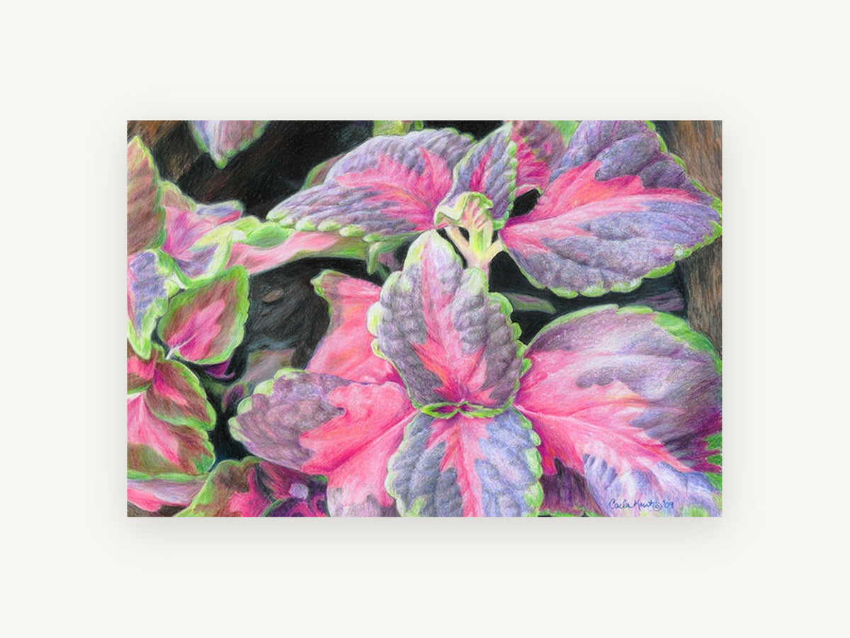 Coleus Leaves in Pink, floral canvas wall art print, front view