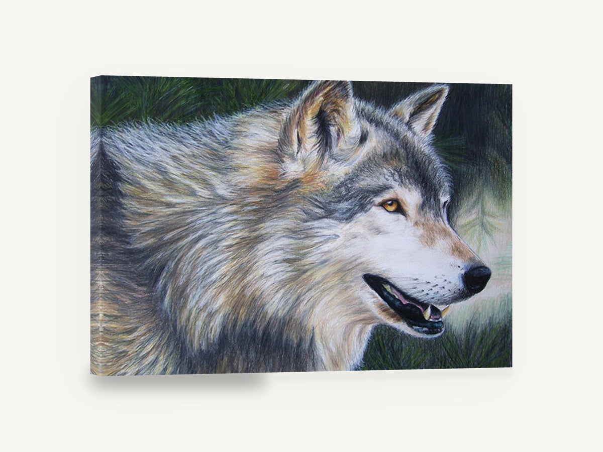 Pine Shadow Wolf, timber wolf coloured pencil portrait, animal canvas wall art print ready to hang