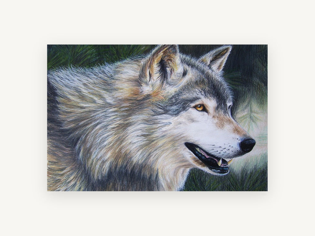 Pine Shadow Wolf, timber wolf coloured pencil portrait, animal canvas wall art print, front view