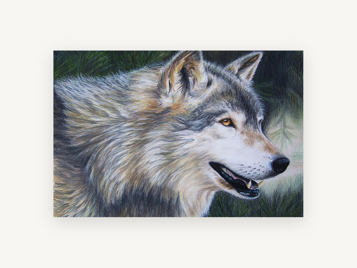 Pine Shadow Wolf, timber wolf coloured pencil portrait, animal canvas wall art print, front view