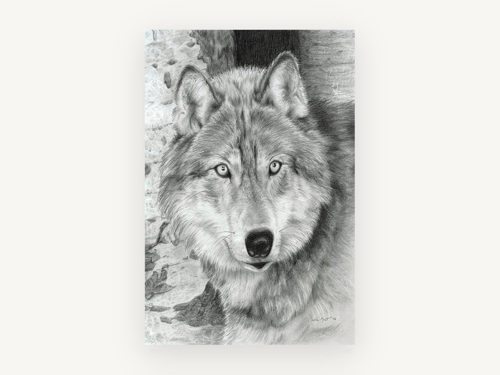 Silver Wolf Timber Watcher, wolf pencil drawing portrait, animal canvas wall art print, front view