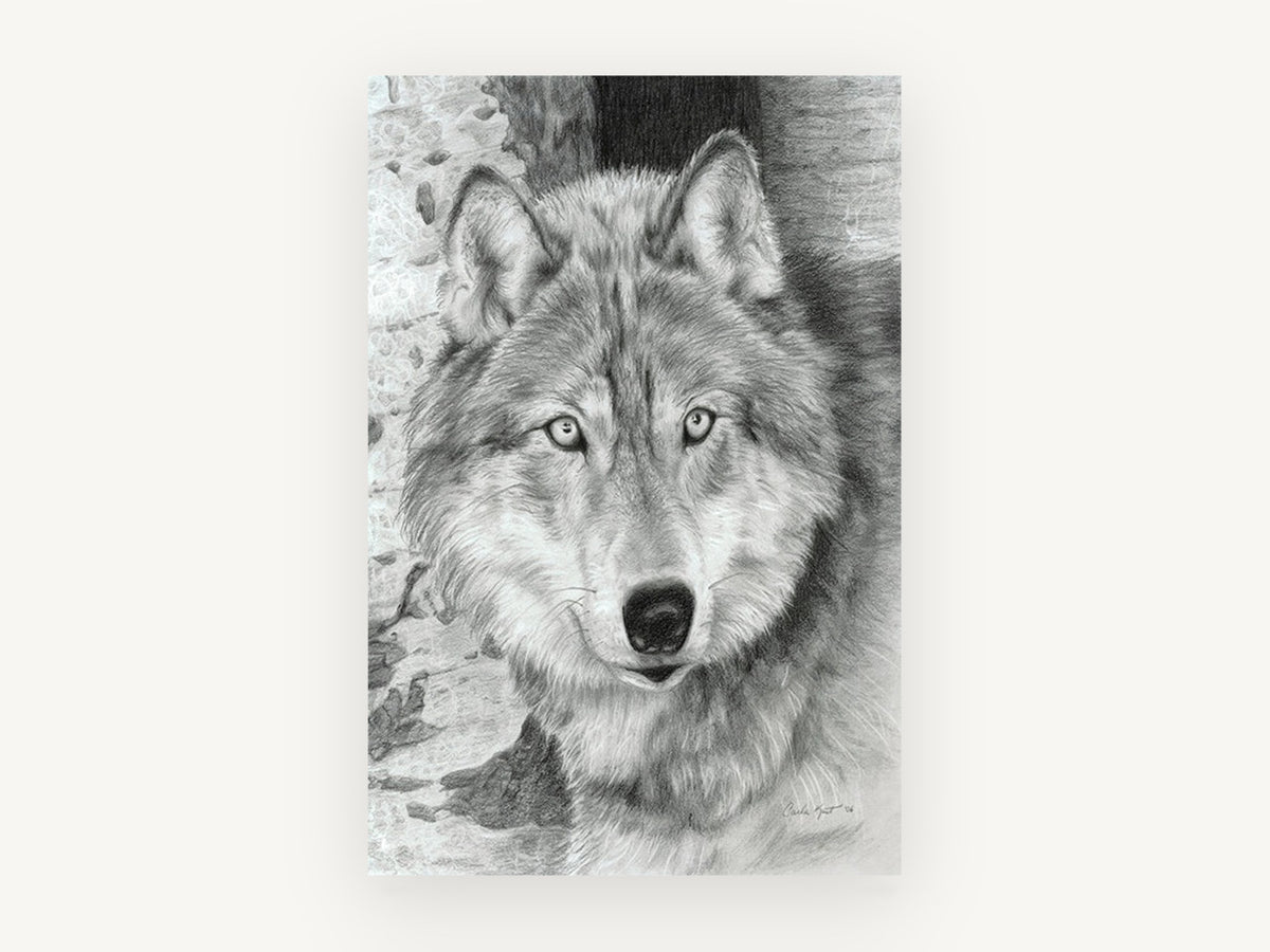 Silver Wolf Timber Watcher, wolf pencil drawing portrait, animal canvas wall art print, front view