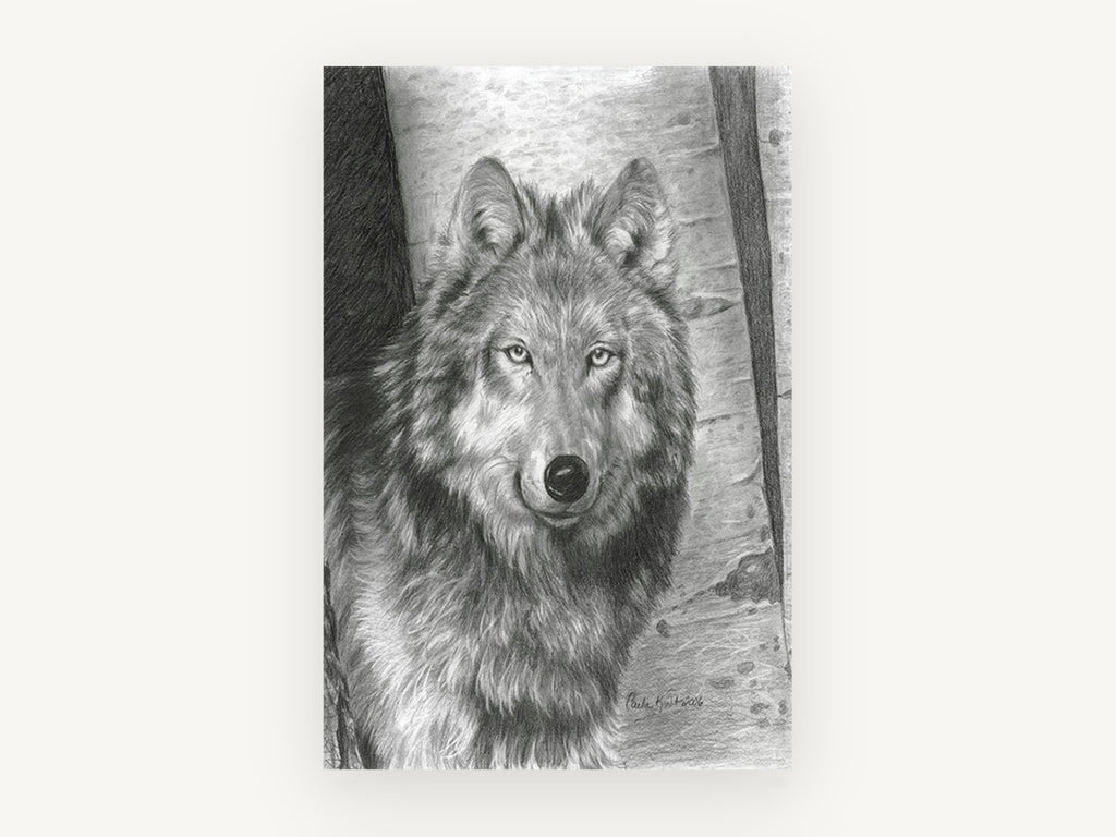 Birch Wood Wolf, wolf pencil drawing portrait, animal canvas wall art print, front view