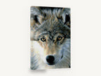 Amber Gaze Wolf, grey wolf face portrait drawing, animal canvas wall art print ready to hang