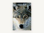 Amber Gaze Wolf, grey wolf face portrait drawing, animal canvas wall art print, front view