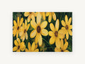 Golden Meadow Daisies, floral canvas wall art print, front view