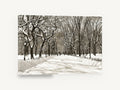 Snowbound Elm Avenue, snowy tree lined park path photograph, landscape canvas wall art print ready to hang