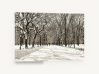 Snowbound Elm Avenue, snowy tree lined park path photograph, landscape canvas wall art print ready to hang