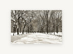 Snowbound Elm Avenue, snowy tree lined park path photograph, landscape canvas wall art print, front view