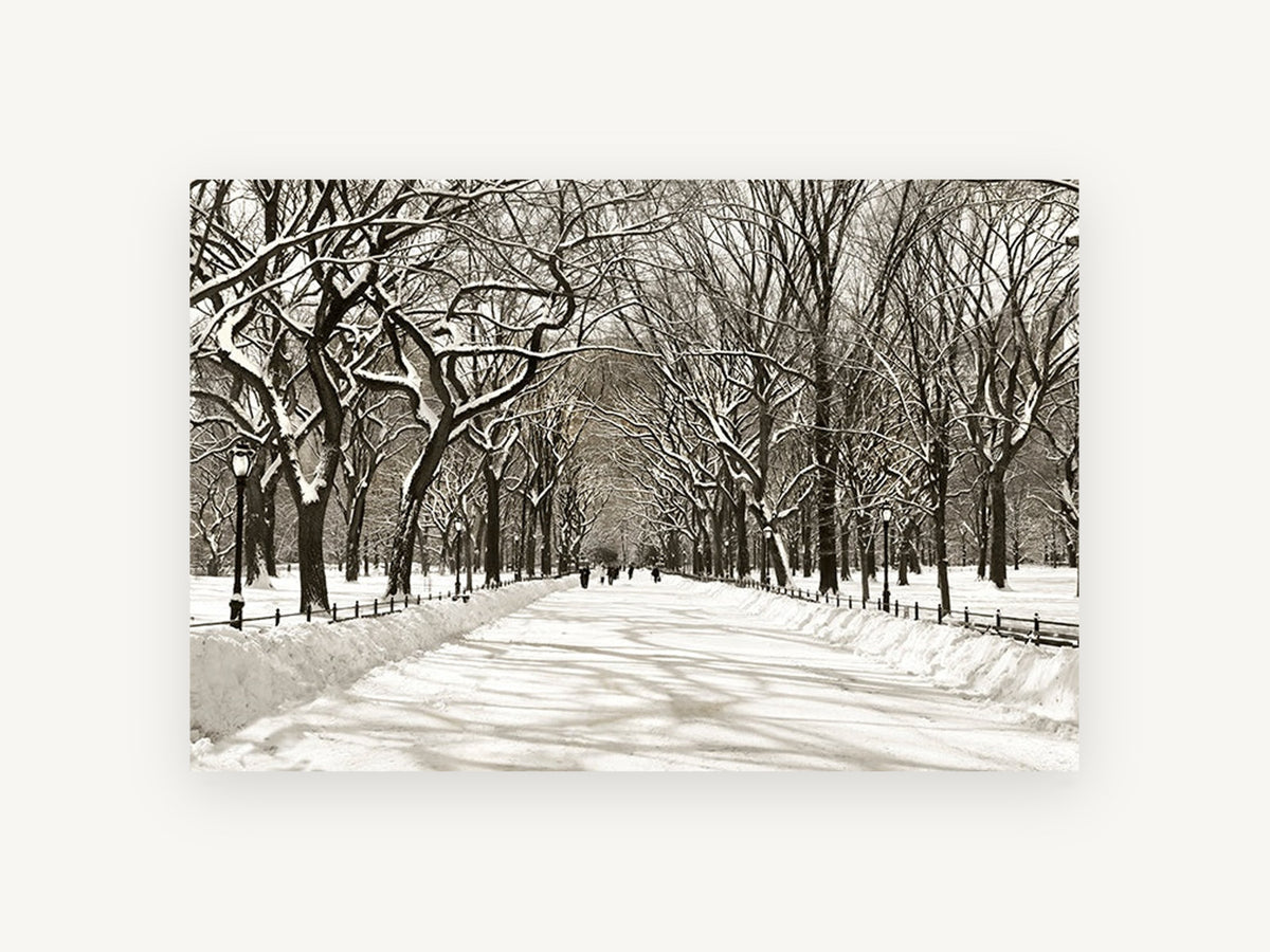 Snowbound Elm Avenue, snowy tree lined park path photograph, landscape canvas wall art print, front view