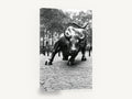Charging Bull Study, wall street bull black and white photograph, city canvas wall art print ready to hang
