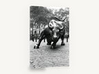 Charging Bull Study, wall street bull black and white photograph, city canvas wall art print ready to hang