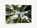 Redwood Canopy Looking Up, towering redwood forest canopy photograph, landscape canvas wall art print ready to hang