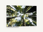 Redwood Canopy Looking Up, towering redwood forest canopy photograph, landscape canvas wall art print ready to hang