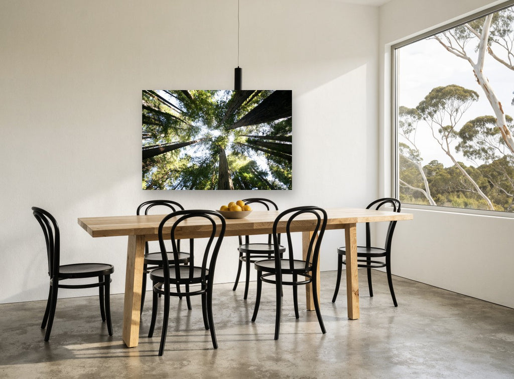 Redwood Canopy Looking Up landscape canvas print on the wall of a dining room