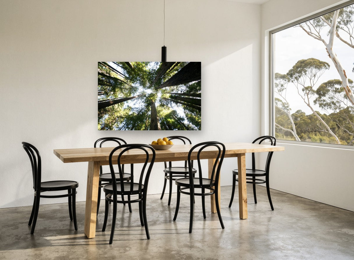 Redwood Canopy Looking Up landscape canvas print on the wall of a dining room