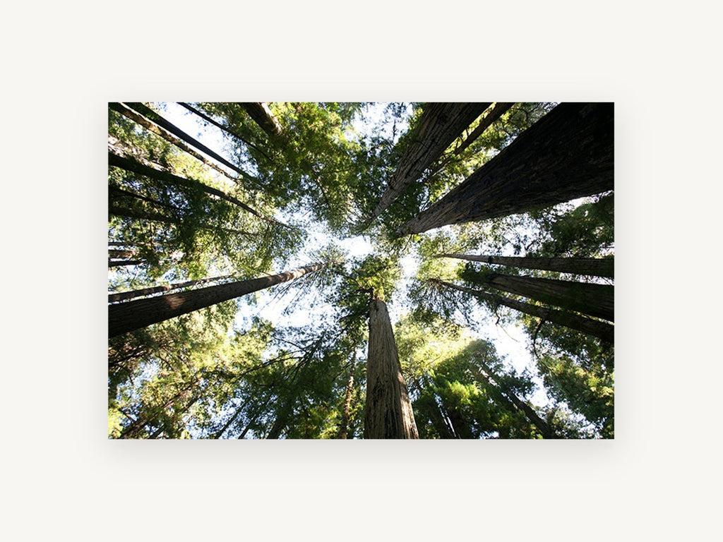 Redwood Canopy Looking Up, towering redwood forest canopy photograph, landscape canvas wall art print, front view