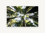 Redwood Canopy Looking Up, towering redwood forest canopy photograph, landscape canvas wall art print, front view