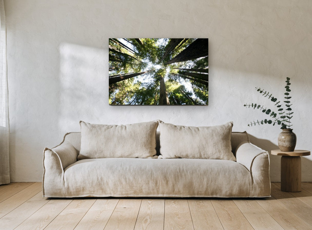 Redwood Canopy Looking Up landscape canvas print on the wall of a living room