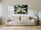Redwood Canopy Looking Up landscape canvas print on the wall of a living room