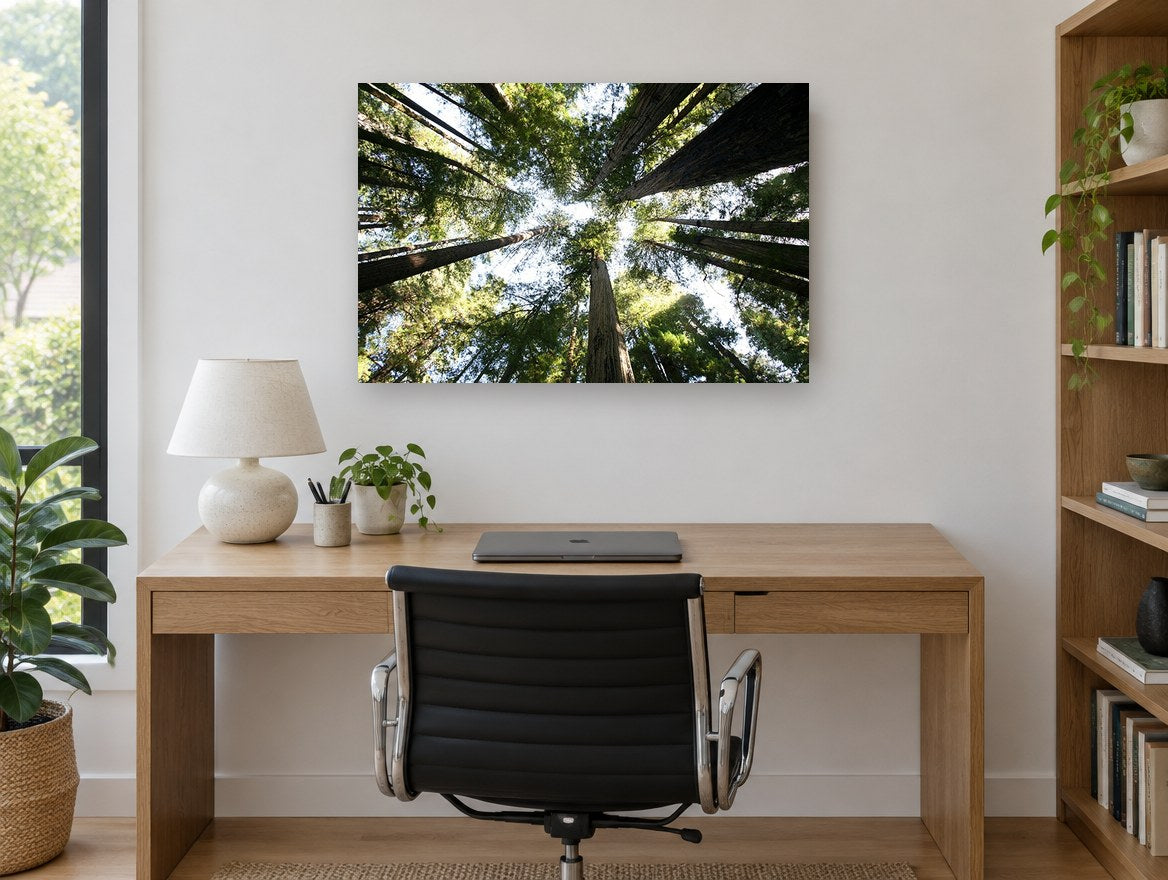 Redwood Canopy Looking Up landscape canvas print on the wall of a study