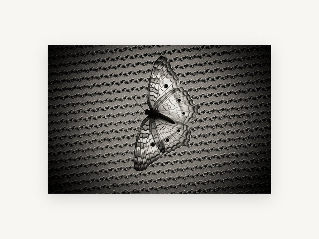 Butterfly on Woven Mesh, black and white butterfly photograph, animal canvas wall art print, front view