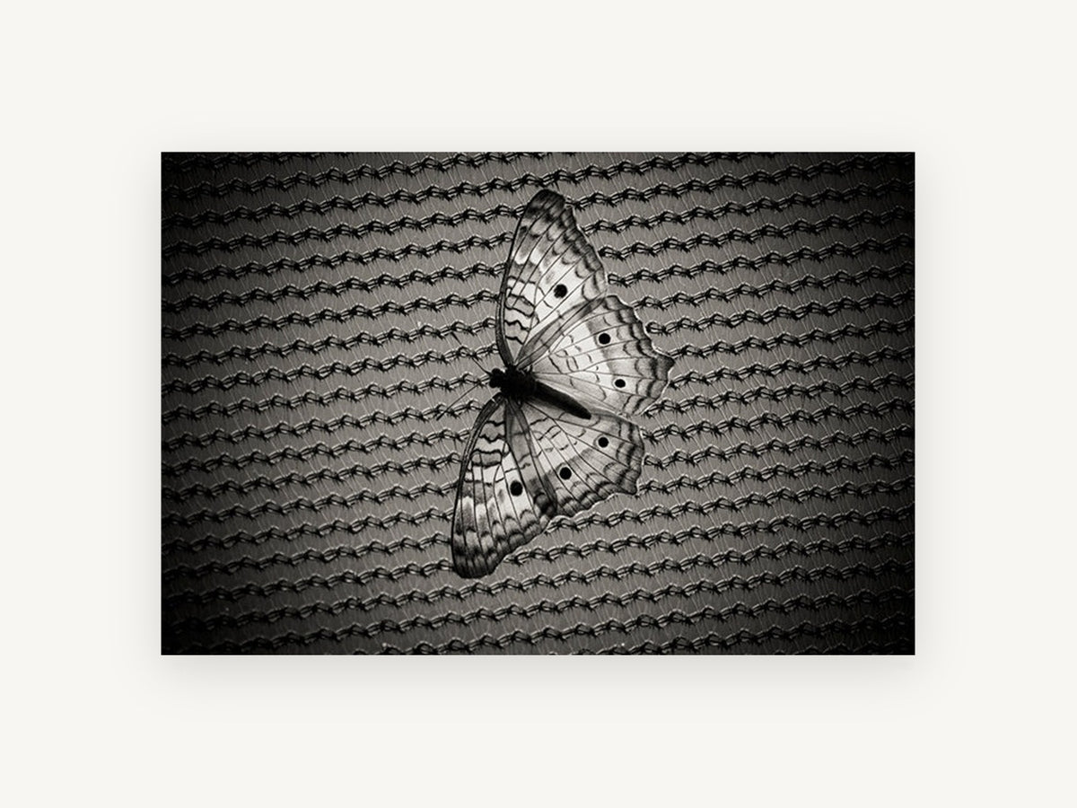 Butterfly on Woven Mesh, black and white butterfly photograph, animal canvas wall art print, front view