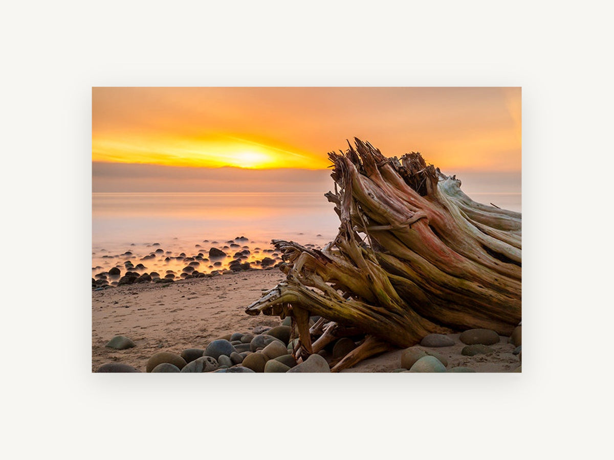 Driftwood Stump at Dusk, coastal canvas wall art print, front view