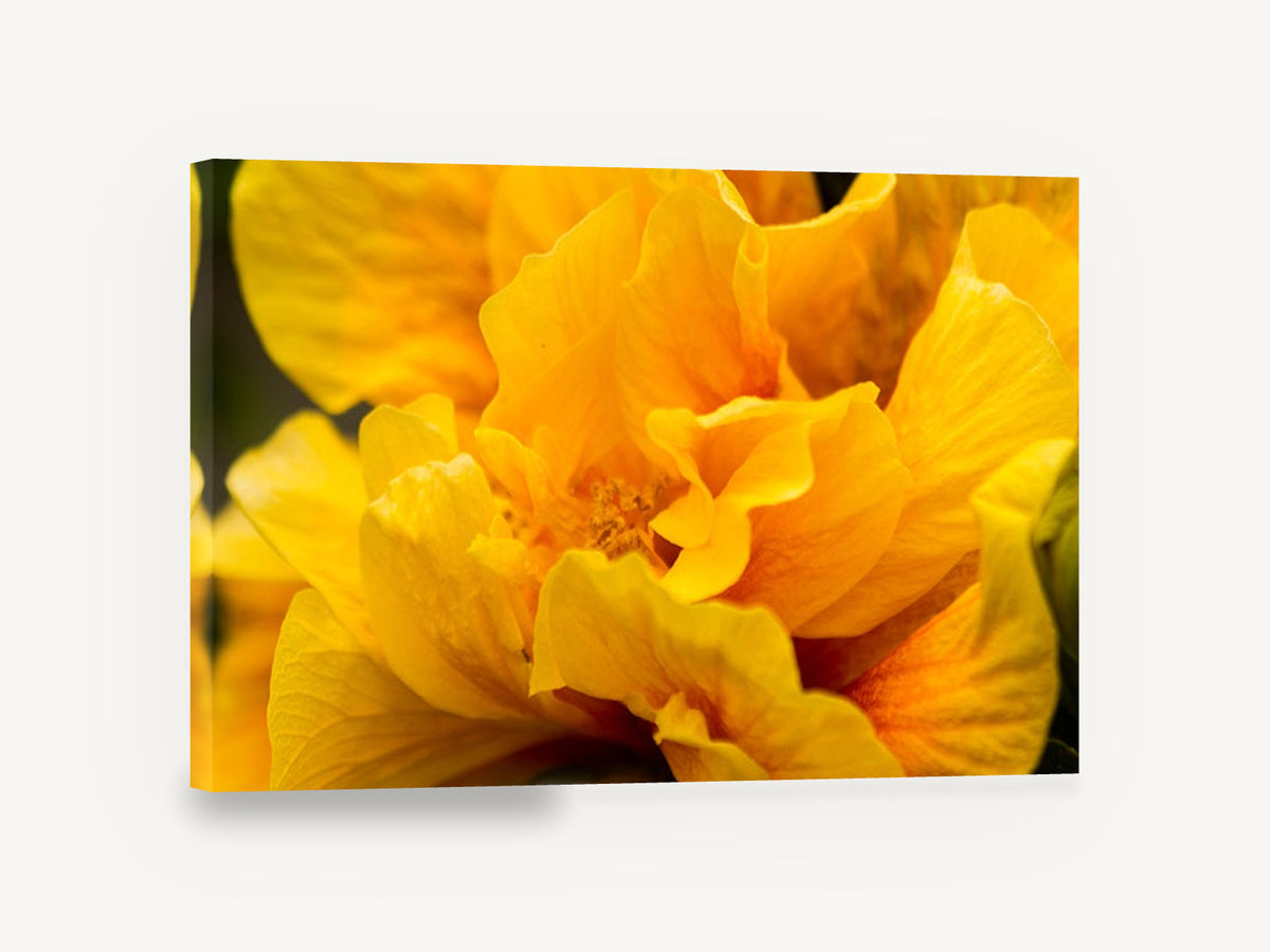 Golden Ruffles, yellow double hibiscus flower photograph, floral canvas wall art print ready to hang