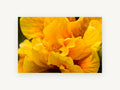 Golden Ruffles, floral canvas wall art print, front view