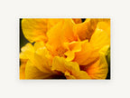 Golden Ruffles, floral canvas wall art print, front view
