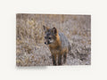 Wary Grey Fox, island fox wildlife photograph, animal canvas wall art print ready to hang